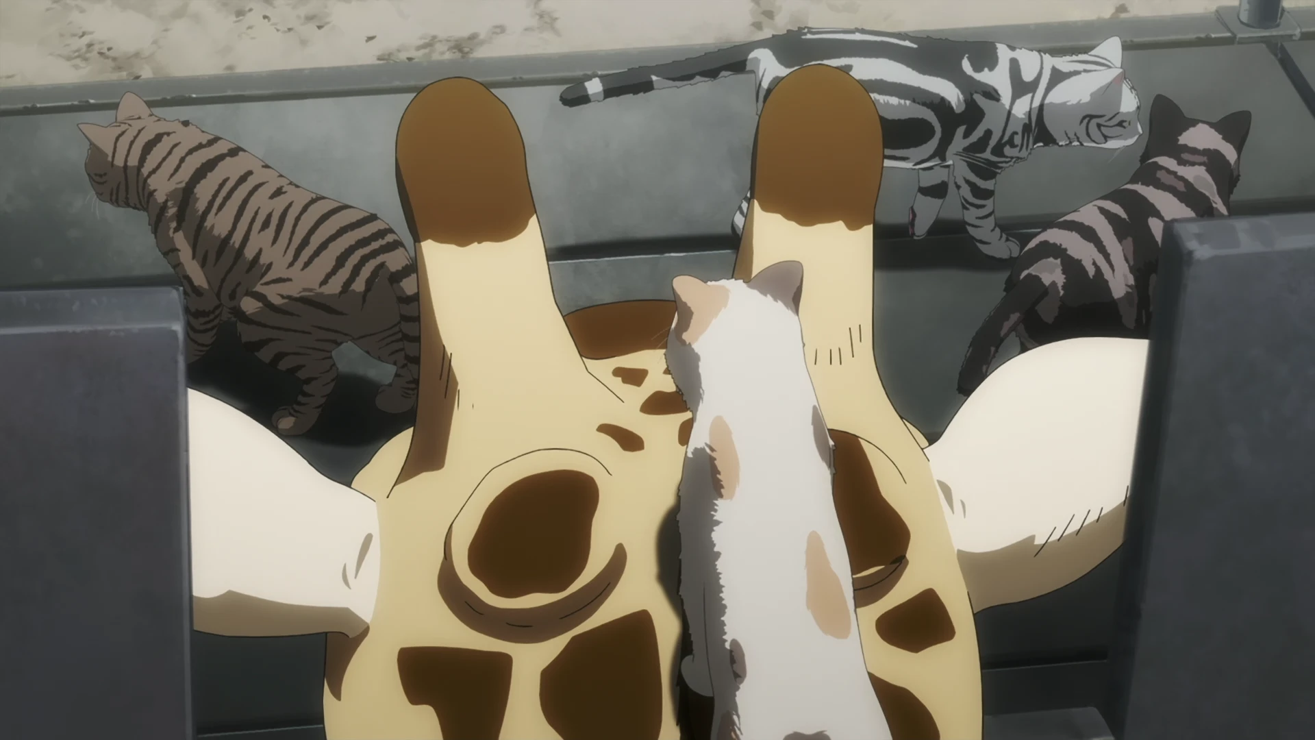 活死喵之夜 第11话